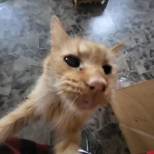 Meet your Posher, Sophia